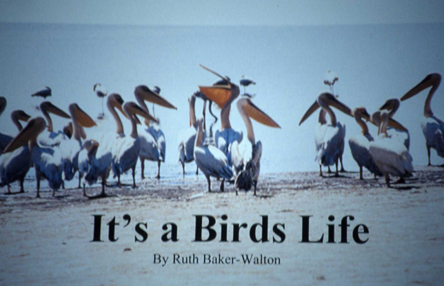 Its A Birds Life Illustrated Talks by Ruth Baker Walton